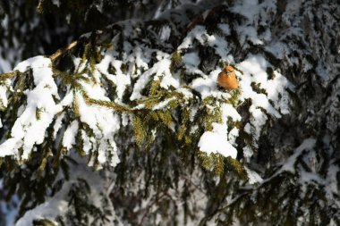 Parlak meraklı crossbill karlı dalları üzerinde oturur