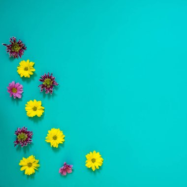 Yaz arka plan - renkli çiçekler krizantem