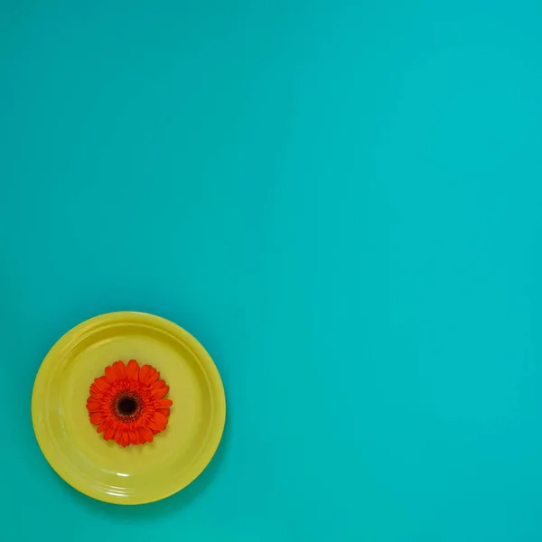 Summer background - green dish with red flower, gerbera