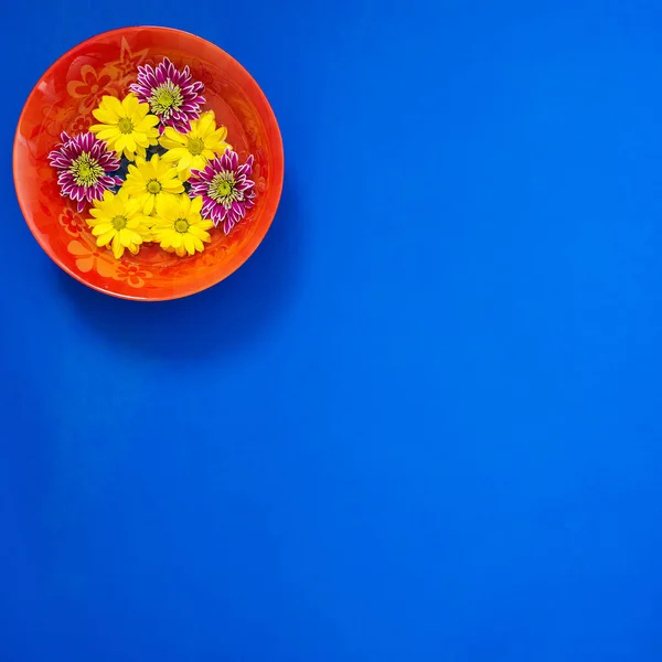 Red dish with colorful chrysanthemum flowers on blue