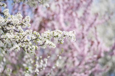 Yabani kiraz taze beyaz çiçek açan dalları