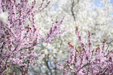 Çiçekli ağaçlar arasında Yabani kiraz çiçek açan dalları