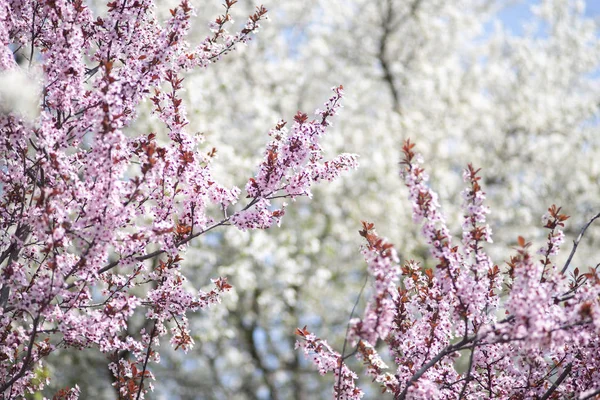 Çiçekli ağaçlar arasında Yabani kiraz çiçek açan dalları