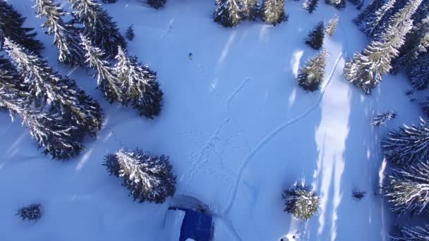 旅行者的鸟瞰图 在巨大的白雪覆盖的松树中行走 日落时分 在群山中的一座古老的木屋里漫步 可怕的旅行在荒野 — 图库视频影像