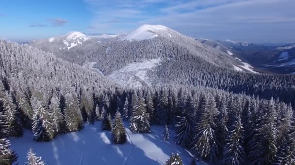 Adventurer Stands Glade Huge Snow Covered Pine Trees Mountains Sunny — Stock Video