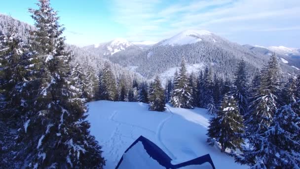Flying Old Wooden Hut Winter Mountains Huge Pine Trees Covered — Stock Video