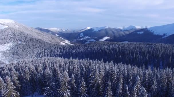 Létání Horském Údolí Mezi Hřebeny Pokryté Jehličnatými Lesy Slunečné Zimní — Stock video