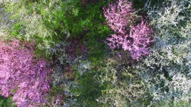 Aerial View Lush Flowering Cherry Green Meadow Awesome Spring Day — Stock Video