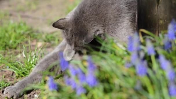 灰色の猫を洗浄すると 晴れた朝に緑の草原に座って — ストック動画