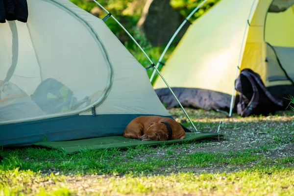 Komik küçük köpek, bir dachshund, tatlı tatlı bir kamp mindere uyur