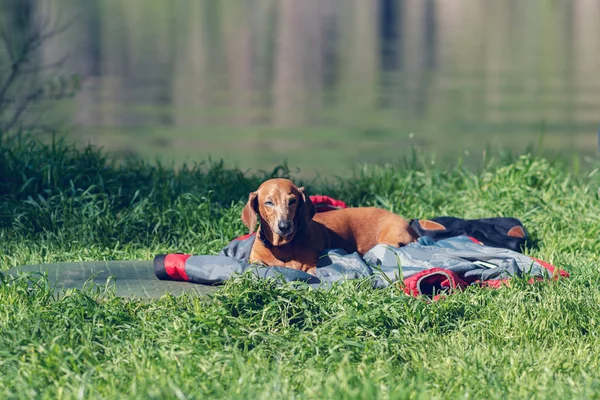 Old small dog, a dachshund, squints at the sun