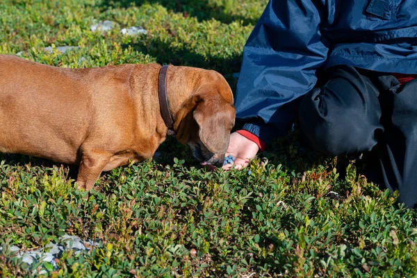 Çocuk ve küçük komik köpek toplama ve yaban mersini yemek