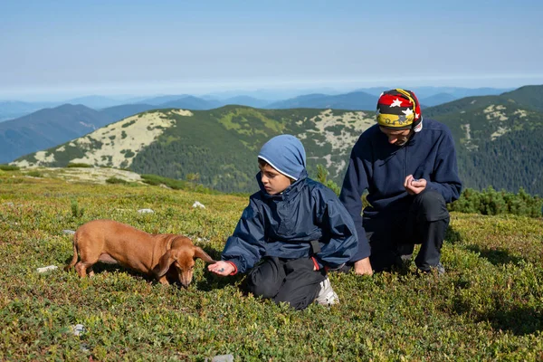 Pai e filho com pequeno cão engraçado coletar e comer mirtilos — Fotografia de Stock