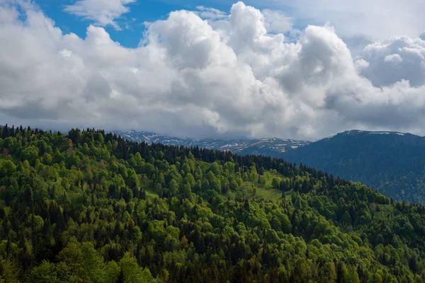 녹색 산 중턱 숲으로 덮여 — 스톡 사진