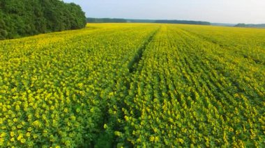 Bulutlu bir günde yeşil ormanlar arasındaki ayçiçeği tarlası üzerinde uçuş.