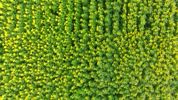 Vol au-dessus de beaucoup de tournesols à fleurs vives .