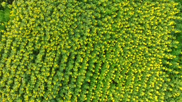 Vue aérienne d'un grand nombre de tournesols à fleurs vibrantes .