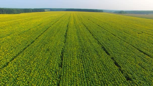 Vuelo Sobre Enorme Campo Girasoles Entre Los Bosques Verdes Día — Vídeos de Stock