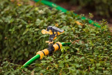 Yeşil çimenlerin üzerinde serpin