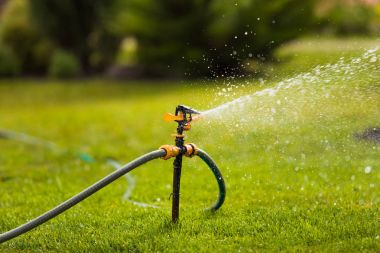 Yeşil çimenlerin üzerinde serpin