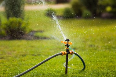 Yeşil çimenlerin üzerinde serpin