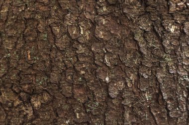 Ağaç kabuğunun dokusu