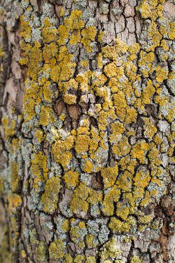 Ağaç kabuğunun dokusu