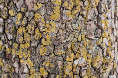 Ağaç kabuğunun dokusu