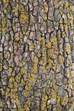 Ağaç kabuğunun dokusu