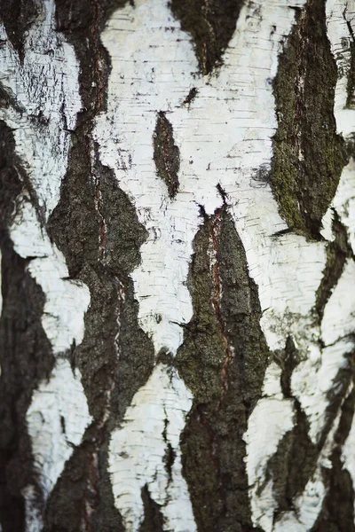 자작나무 껍질의 — 스톡 사진