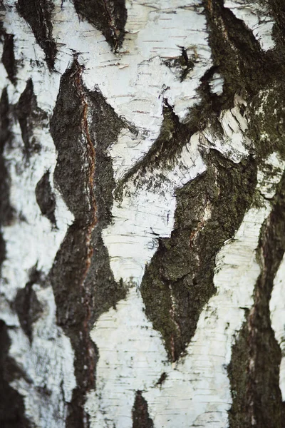 Textur Björkbark — Stockfoto