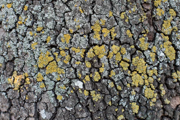 Textura Corteza Del Árbol — Foto de Stock