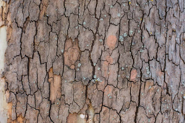 Texture Tree Bark — Stock Photo, Image