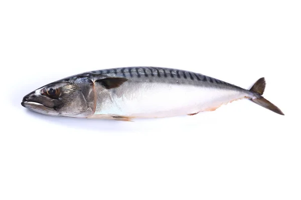 Makrelen Auf Weißem Hintergrund Isoliert Nahaufnahme — Stockfoto