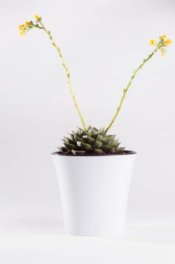 Beyaz arkaplanda çiçek açan sulu Echeveria