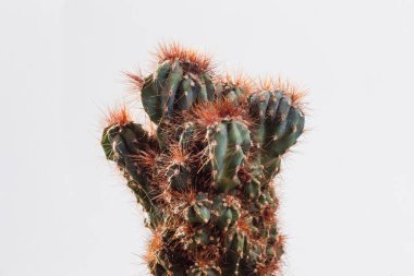 Beyaz arka planda iğneleri olan kaktüsleri düşündüm.