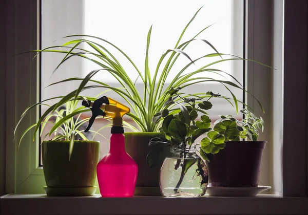 Sprayare Och Kruk Växter Fönster Brädan — Stockfoto