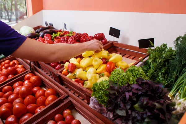 Primer Plano Una Mano Elige Pimiento Rojo Fondo Una —  Fotos de Stock