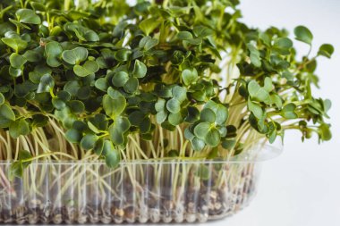 Ekolojik olarak temiz yiyecekler. Beyaz arkaplanda mikroyeşil (kapat)