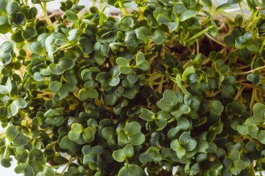 Ekolojik olarak temiz yiyecekler. Beyaz arkaplanda mikroyeşil (kapat)