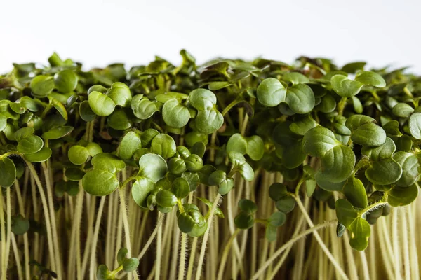 Ecologically Clean Food Microgreen White Background Close — Stock Photo, Image