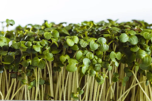 Ekologiskt Ren Mat Mikrogrön Vit Bakgrund Nära — Stockfoto