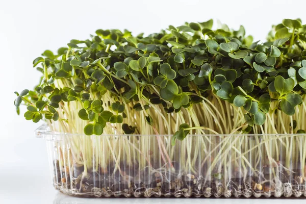 Ecologically clean food. Microgreen on a white background (close)