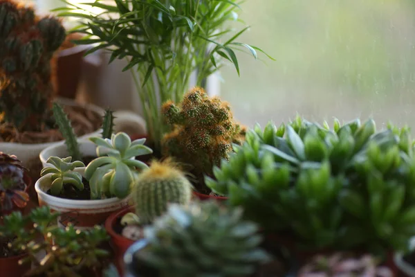 Sok Edény Kaktuszokkal Zamatokkal Ablakpárkányon — Stock Fotó