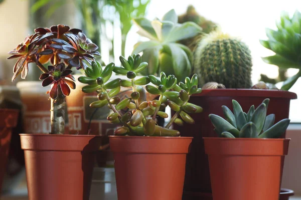 Beaucoup Pots Avec Des Cactus Des Succulents Sur Rebord Fenêtre — Photo