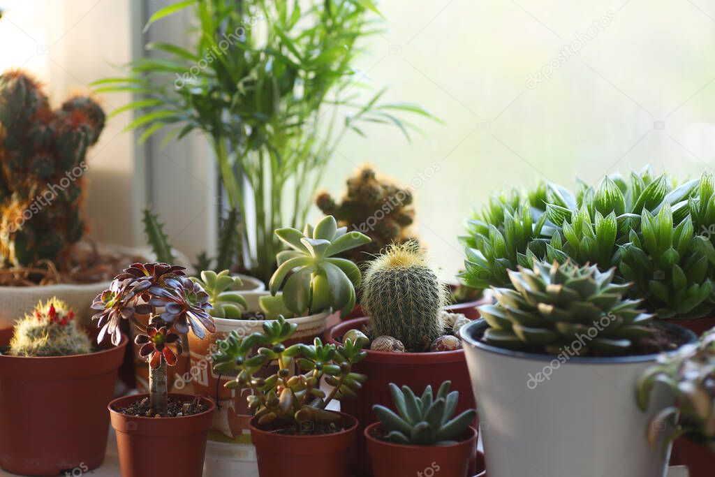 A lot of pots with cacti and succulents on the windowsill.