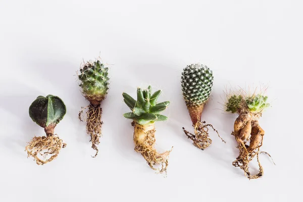 Különböző Kaktuszok Csupasz Gyökerek Ültetés Előtt Egy Háttér Nézet — Stock Fotó