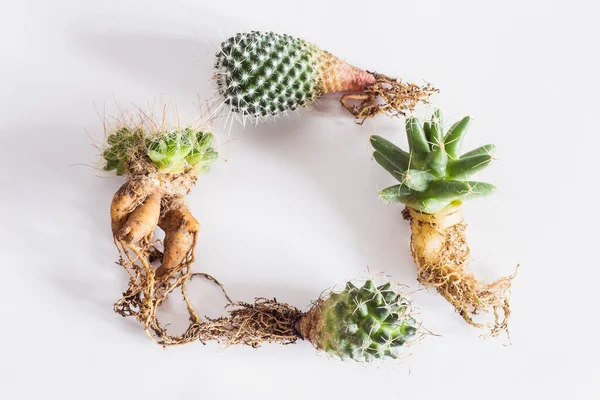 Various Cactuses Bare Roots Planting Wooden Background Top View — Stock Photo, Image