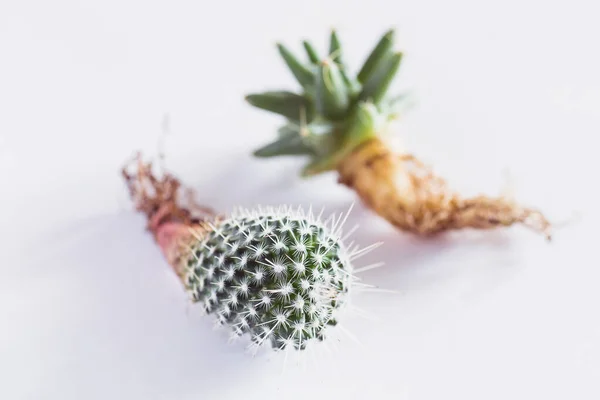 Olika Kaktusar Med Bara Rötter Innan Plantering Trä Bakgrund Ovanifrån — Stockfoto