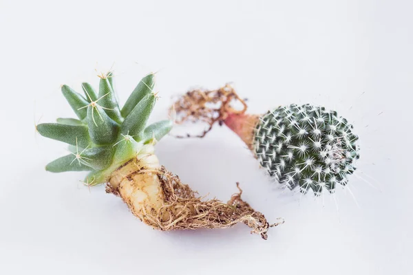 Cactus Racines Nues Succulents Pots Sur Fond Blanc — Photo